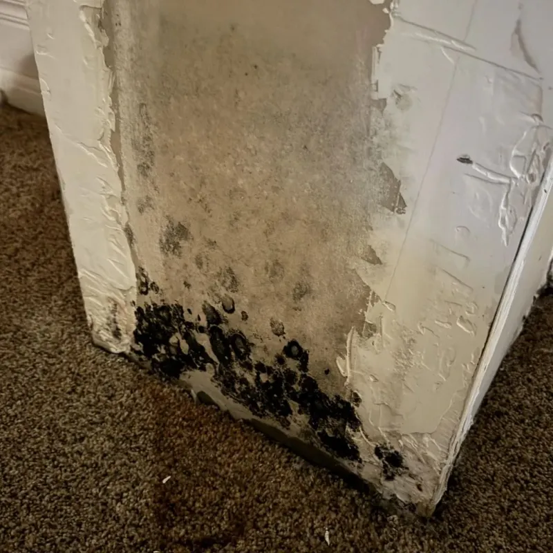 Professional Mold Removal in Westernport, MD